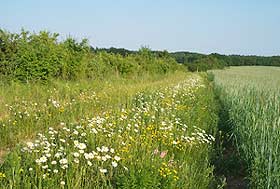 Wiesenmischung