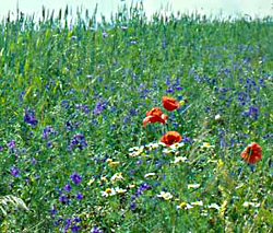 Ackerwildkr&auml;uter