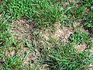 Eiablage-Stelle des Gemeinen Bl&auml;ulings