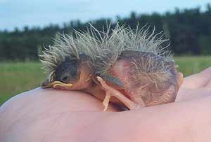 Jungvogel der Feldlerche