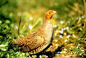 Rebhuhn - Perdix perdix