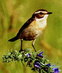 Braunkehlchen - Saxicola rubetra