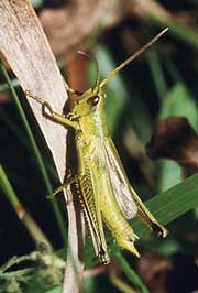 Gro&szlig;e Goldschrecke (Chrysochraon dispar)