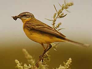Schafstelze - Motacilla flava