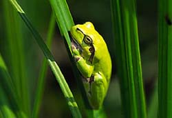 Laubfrosch