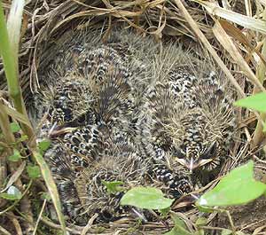Feldlerche - Jungv&ouml;gel