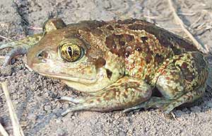 Knoblauchkr&ouml;te - Pelobates fuscus