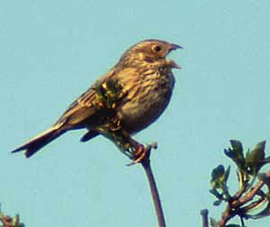 Grauammer Miliaria calandra