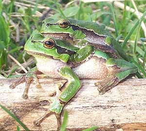 Laubfrosch - Hyla arborea