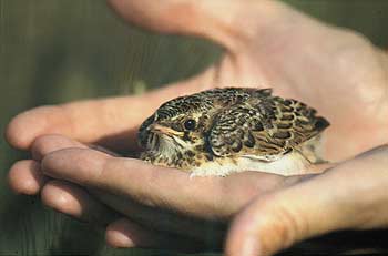 Feldlerche - Alauda arvensis