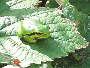 Laubfrosch - Jungtier auf Brombeerblatt