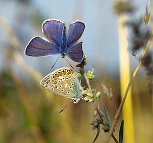 "Gemeiner Bl&auml;uling" Polyommatus icarus