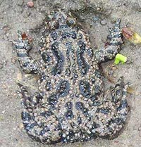 Rotbauchunke - Bombina bombina