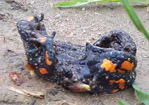 Rotbauchunke in Schreckhaltung