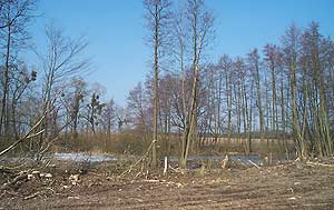 Geh&ouml;lzpflege